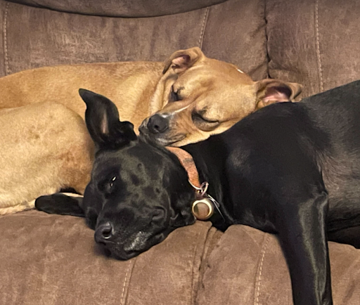 Dov & Maisie Windham-1