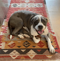 Screenshot 2024-02-27 at 4.11.53 PM