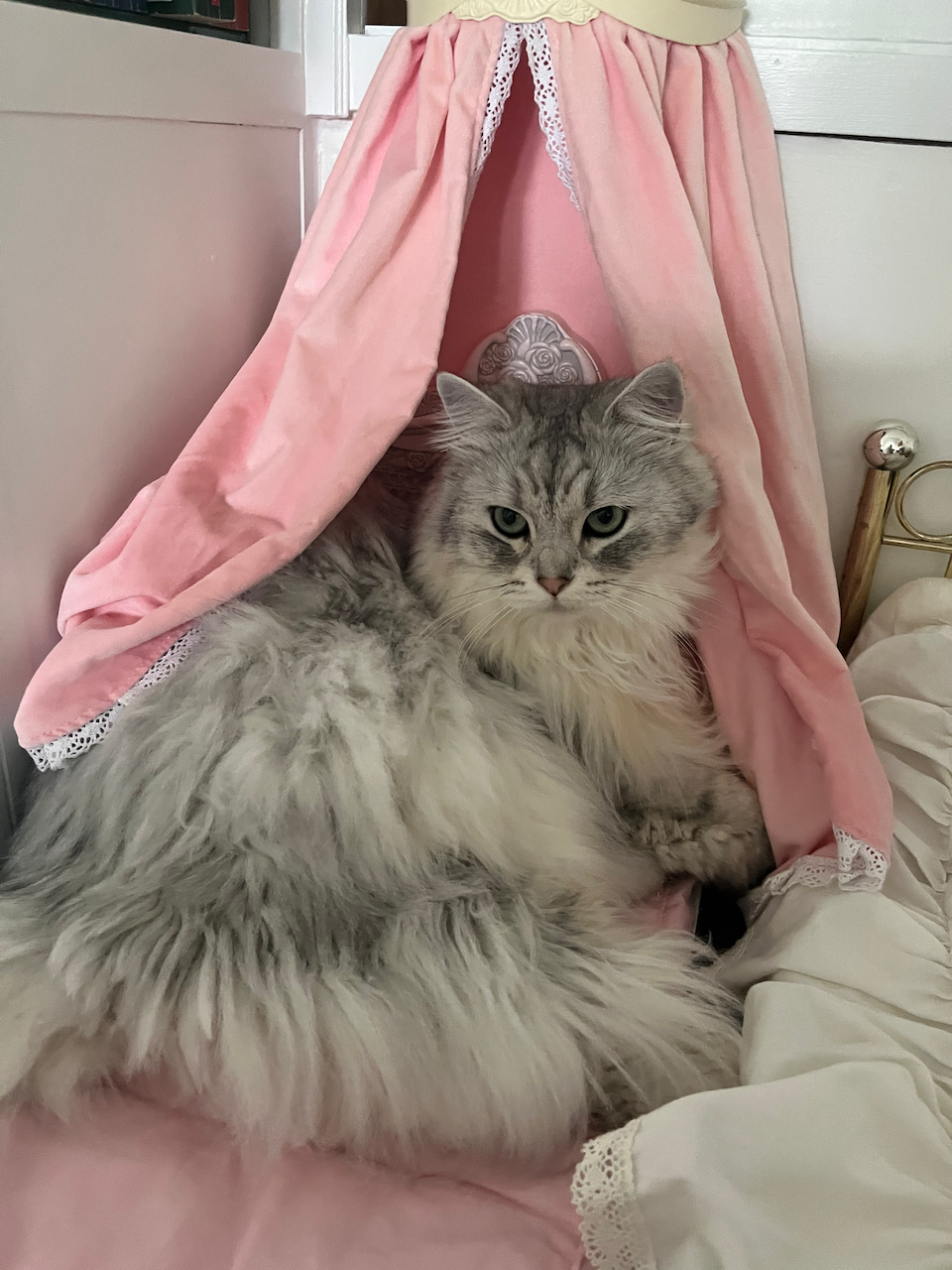 Cats and Dogs of Cirrus Identity